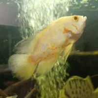 فروش ماهی اسکار|ماهی|شهرضا, |دیوار