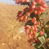 باغ|فروش دفتر صنعتی، کشاورزی، تجاری|بلداجی, |دیوار
