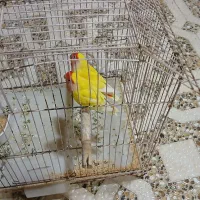 یک جفت طوطی برزیلی برای فروش یا معاوضه