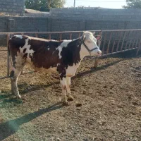 گوساله سیمینتال|حیوانات مزرعه|بیلوار, |دیوار