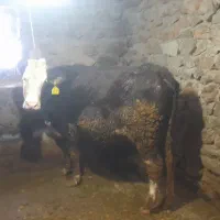 گاوسمینتال|حیوانات مزرعه|خاو و میرآباد, |دیوار