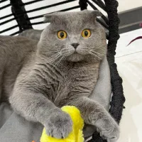 گربه اسکاتیش