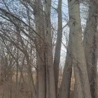 خرید قلمه سوید میوه|خدمات باغبانی و درختکاری|سراب, |دیوار