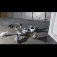 همه پرشی جفتی ۳۵۰ تخفیف نداره زنگ نزن برا تخفیف