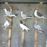 کبوتر|پرنده|قزوین, |دیوار