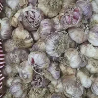 خرید وفروش سیر ضعایات