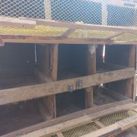 حمیدیه|لوازم جانبی حیوانات|حمیدیه, |دیوار