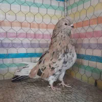 سرور|پرنده|زنجان, |دیوار