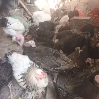 بوقلمون، برهماومرغوخروس|حیوانات مزرعه|دشتابی, |دیوار