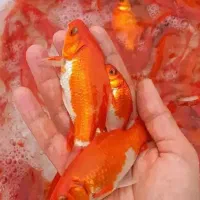 فروش ماهی قرمز