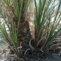 پاجوش برحی|گل و گیاه طبیعی|بندر امام خمینی, |دیوار