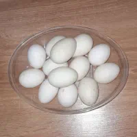 تخم اردک محلی
