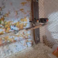 فنچ کاکلی|پرنده|پاکدشت, شهرک انقلاب|دیوار