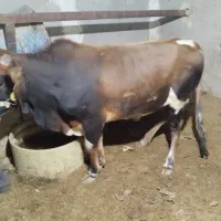 گوساله چاق نر|حیوانات مزرعه|زهک, |دیوار