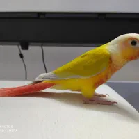 طوطی ردچیک|پرنده|مبارکه, |دیوار