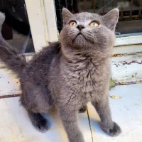 بچه گربه های سه ماهه اسکاتیش اصیل(نر و ماده)|گربه|همدان, |دیوار