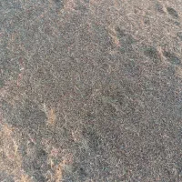 کاه ماش