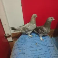 جفت یه رنگی