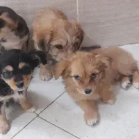 سگ ماده شیواوا با توله های نژاد دار