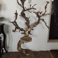 درختچه مناسب برای خونه وپرنده وگل