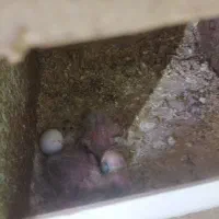 دوتا جوجه طوطی کوتوله 15روزه