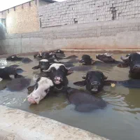 اجاره-دامداری
