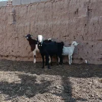 سه بز و یک بز غاله به شرط|حیوانات مزرعه|فردوس (خراسان), |دیوار