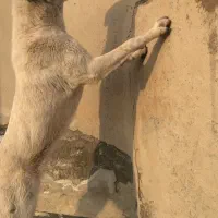 توله سگ ماده دورگه سرابی-پژدر|سگ|پیرانشهر, |دیوار