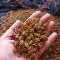 کشمش|خوردنی و آشامیدنی|قیدار, |دیوار