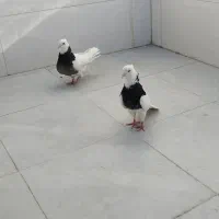 فروش|پرنده|اصفهان, سودان|دیوار