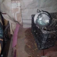 کبوتر|پرنده|پلدختر, |دیوار