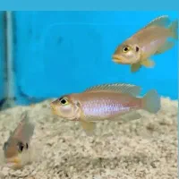 انواع ماهی های تانگانیکا|ماهی|تهران, اکباتان|دیوار