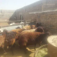 میش داشتی با یک بره نر برای قوچ