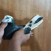 کبو ترمایه|پرنده|سیرجان, |دیوار