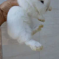 خرگوش لوپ (ارسال بهشهر تا گرگان)