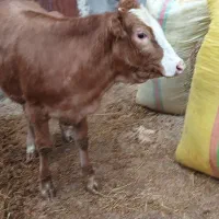 گوساله لیموزین اصل خوش خوراک