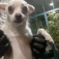 سگ شیواوا اشپیتز|سگ|گرگان, |دیوار