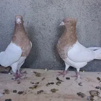 کبوتر رنگی|پرنده|اشتهارد, |دیوار