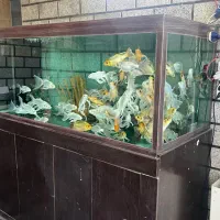 آکواریوم آب شور و شیرین بزرگ|ماهی|باقرشهر, |دیوار