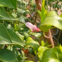 فروش انواع درخت ومرکبات