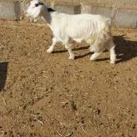 بزغاله وقوچ افشاری داشتی|حیوانات مزرعه|اندیمشک, |دیوار