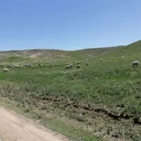 زمین کشاورزی 3هزار متری حاشیه آسفالت