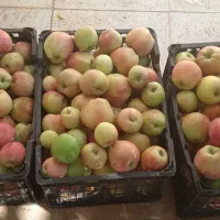سیب پادرختی بسیارآبداروشیرین و استخوانی