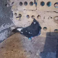 کبوترسارسالار|پرنده|تربت‌حیدریه, فردوسی جنوبی|دیوار