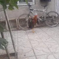 خروس لاری ۶ماهه