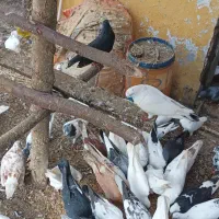 کبوترپرشی تهران وکاشان