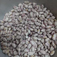 فروش لوبیا چیتی کیلویی ۳۷۰