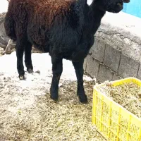 دو عدد گوسفند نر