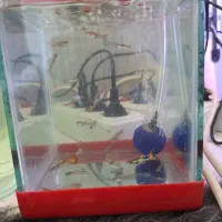 فروش  بچه ماهی گوپی