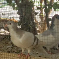 کبوتر چادری|پرنده|تهران, امانیه|دیوار